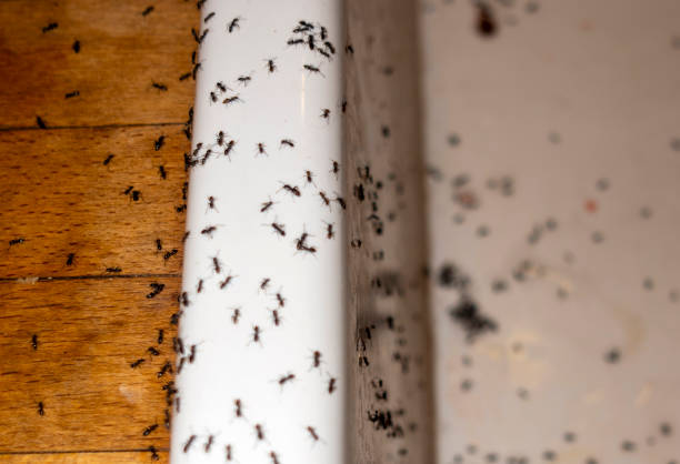 Best Wildlife Control Services  in Gilbertsville, PA